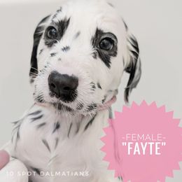 Fayte- light pink - White and black female Dalmatian puppy in Hiawatha, Iowa from 10 Spot Dalmatians