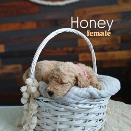 Honey - Apricot female Goldendoodle puppy in Ringgold, Georgia from Re Family Doodles