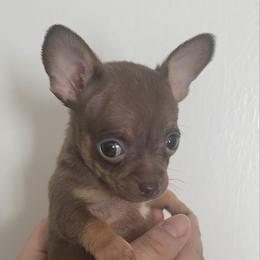 Micro Mr Brown  charting 3-4 lb 3500 green eyes - Chocolate and tan male Chihuahua puppy in Las Vegas, Nevada from Quality Poms Chihuahua Yorkies of Las vegas