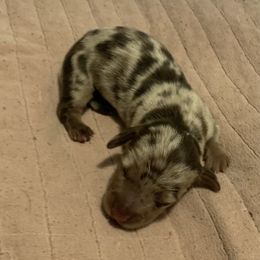 Smooth male chocolate dapple - Dapple male Dachshund puppy in Bethany, Connecticut from Mardox Dachshunds