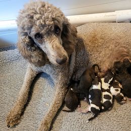 Dachshund, Golden Retriever, and Poodle Puppies from Paragon Puppies