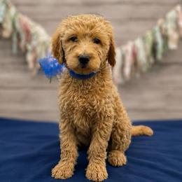 Sprout - Cream male Goldendoodle puppy in Lisbon, Ohio from Willow Lane Doodles