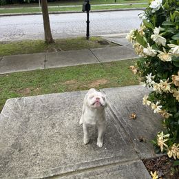 Spence - White male French Bulldog puppy in Snellville, Georgia from Felicia's French Bulldogs
