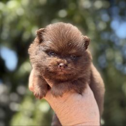Girl 1 - Chocolate and tan female Pomeranian puppy in Newport Beach, California from Exotic City Pomeranians and chihuahuas