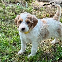 Hazel - Parti female Goldendoodle puppy in Charleston, Arkansas from Lazy S Aussies