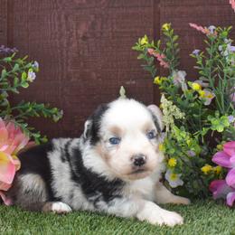 Bashful - Blue merle male Australian Shepherd puppy in Fallon, Nevada from Double H Australian Shepherds