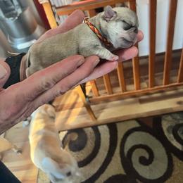Flame - White male Pug puppy in Tacoma, Washington from Glamour pugs