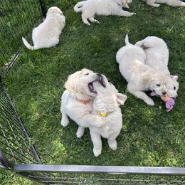Golden Retrievers from Olympus Golden Retrievers