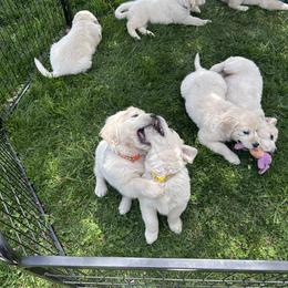 Golden Retrievers from Olympus Golden Retrievers
