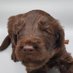 Labradoodles and Sheepadoodles from Hub City Doodles