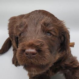 Labradoodles and Sheepadoodles from Hub City Doodles