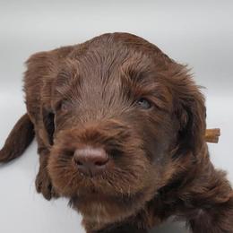 Labradoodles and Sheepadoodles from Hub City Doodles
