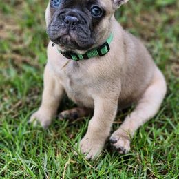 French Bulldogs from Executive Frenchies