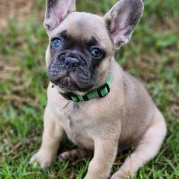 French Bulldogs from Executive Frenchies