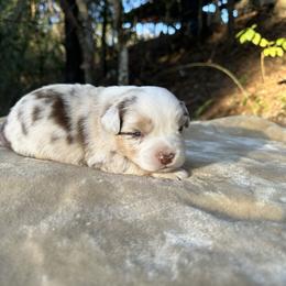 Templeton - Red merle male Miniature Australian Shepherd puppy in Daytona Beach, Florida from Underhill Aussies