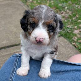 Lotus - Blue merle female Aussiedoodle puppy in Meadville, Pennsylvania from Doodle Paws Pups