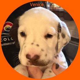 Venice - White and liver brown male Dalmatian puppy in Lakewood, Colorado from Hapi-Dal Dalmatians and Primetime Whippets