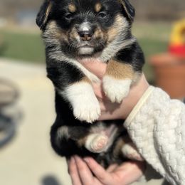 American Corgi and Pembroke Welsh Corgi Puppies from Rawson Ridge Corgis
