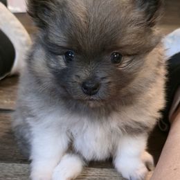 Sadie - Blue sable female Pomeranian puppy in Pickton, Texas from Mandy's Precious Poms