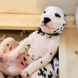 Dalmatian Puppies from Spotted Way Dalmatians