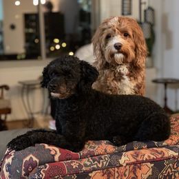 Roxie - Cavapoo