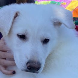 Girl 2 - White female German Shepherd puppy in Camarillo, California from Robert's White German Shepherds