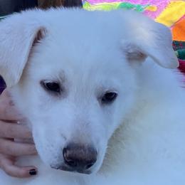 Girl 2 - White female German Shepherd puppy in Camarillo, California from Robert's White German Shepherds