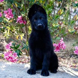 German Shepherd Puppies from Yosemite Shepherds