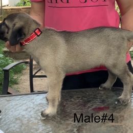 Boy 4 - Fawn male Anatolian Shepherd Dog puppy in Daggett, Michigan from T&S Anatolians