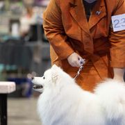 American Eskimo Dogs from Halfmoon Kennel