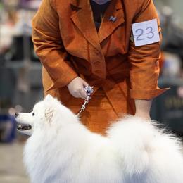 American Eskimo Dogs from Halfmoon Kennel