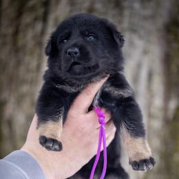 Pink stripe collar - Bi-color female German Shepherd puppy in Prospect, Connecticut from Di Massimo Canile