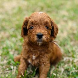 Duchess - Red  female Goldendoodle puppy in Wharton, Texas from Little Fur Friends