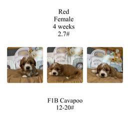 Red female - Red female Cavapoo puppy in Clarksville, Iowa from Iowa Heartland Doodles