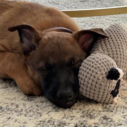 Boy 3 - Mahogany male Belgian Malinois puppy in Newburyport, Massachusetts from Runchkin Hill K9