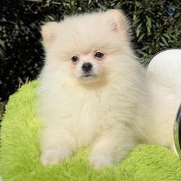 Dembele - White male Pomeranian puppy in Los Angeles, Santa Clarita, California from LT_Poms