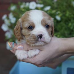 Beck - Blenheim male Cavalier King Charles Spaniel puppy in Lula, Georgia from Cavaliers by Crumley