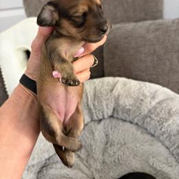 Girl 2 - Cream female Dachshund puppy in Cottonwood, Arizona from JuniperWood Dachshunds