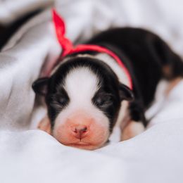 Australian Shepherd Puppies from Salty LeBlanc Aussies
