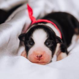 Australian Shepherd Puppies from Salty LeBlanc Aussies