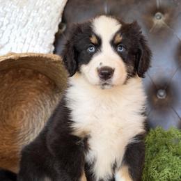 Axel- Has Tail and Videos - Black tri-color male Australian Shepherd puppy in Troy, South Carolina from Lana Corley- Australian Shepherds of 3/W Farms