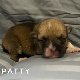Patty - 5yr health guarantee - Red female Pembroke Welsh Corgi puppy in Vernal, Utah from Bingo's Kennel