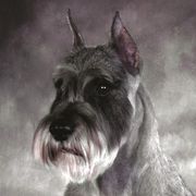 Abby - Standard Schnauzer