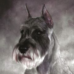 Abby - Standard Schnauzer