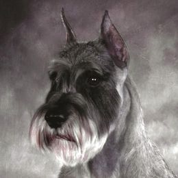 Abby - Standard Schnauzer