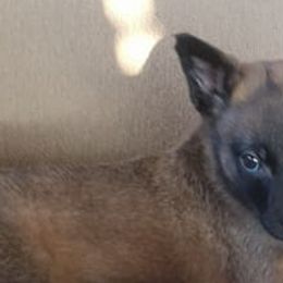 Belgian Malinois from Dark Horse Legal