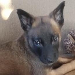 Belgian Malinois from Dark Horse Legal