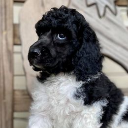 Poodles from Di’s Parti Poodles