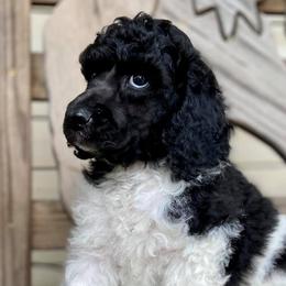 Poodles from Di’s Parti Poodles