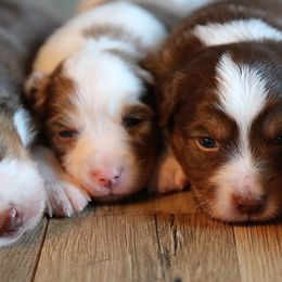 Miniature Australian Shepherd Puppies from Whispering Trail Miniature Aussies